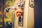 RV Travel with Dog